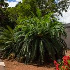 Cycas, George Brown Darwin Botanic Gardens II