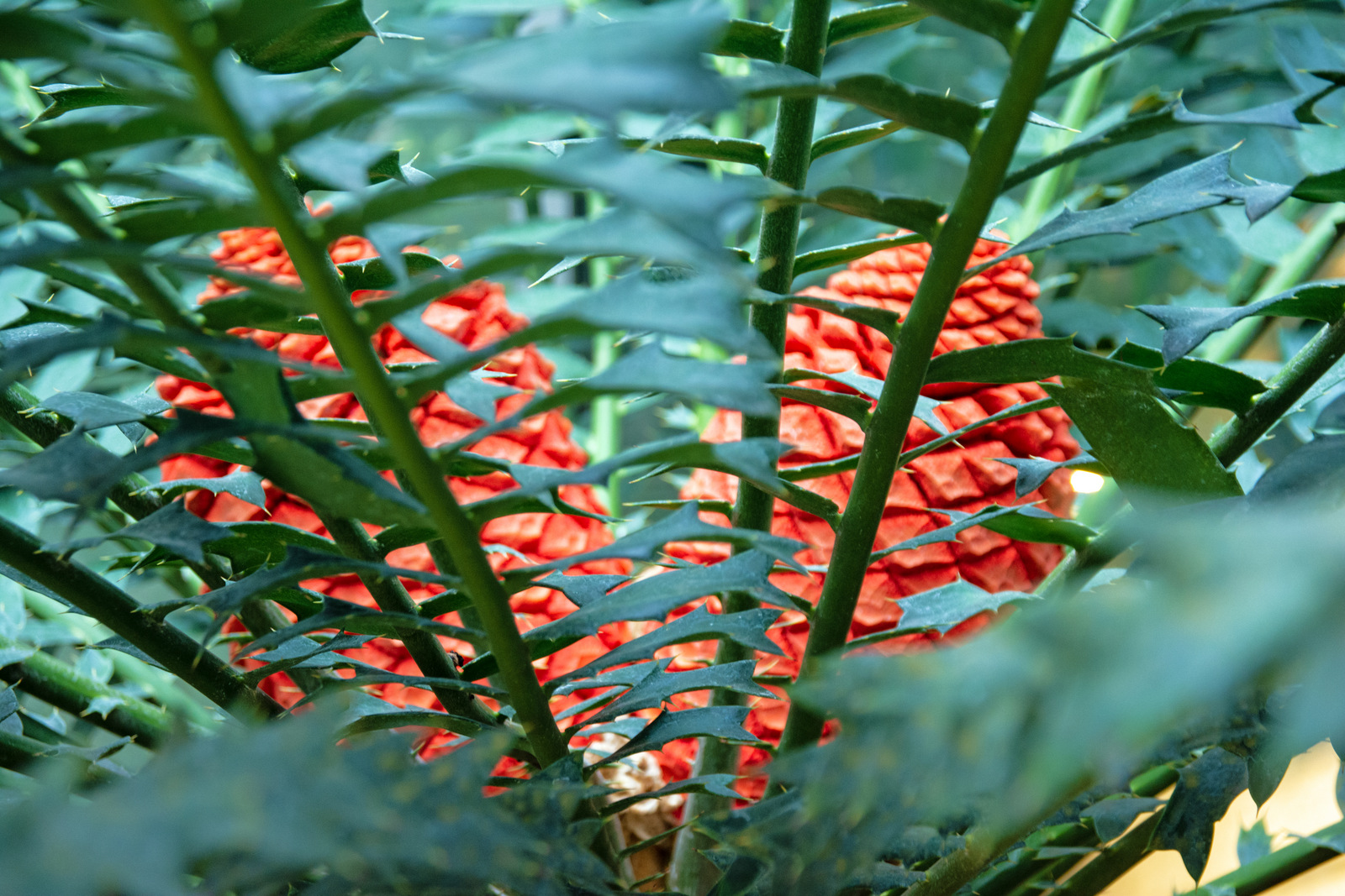 Cycas Palme.