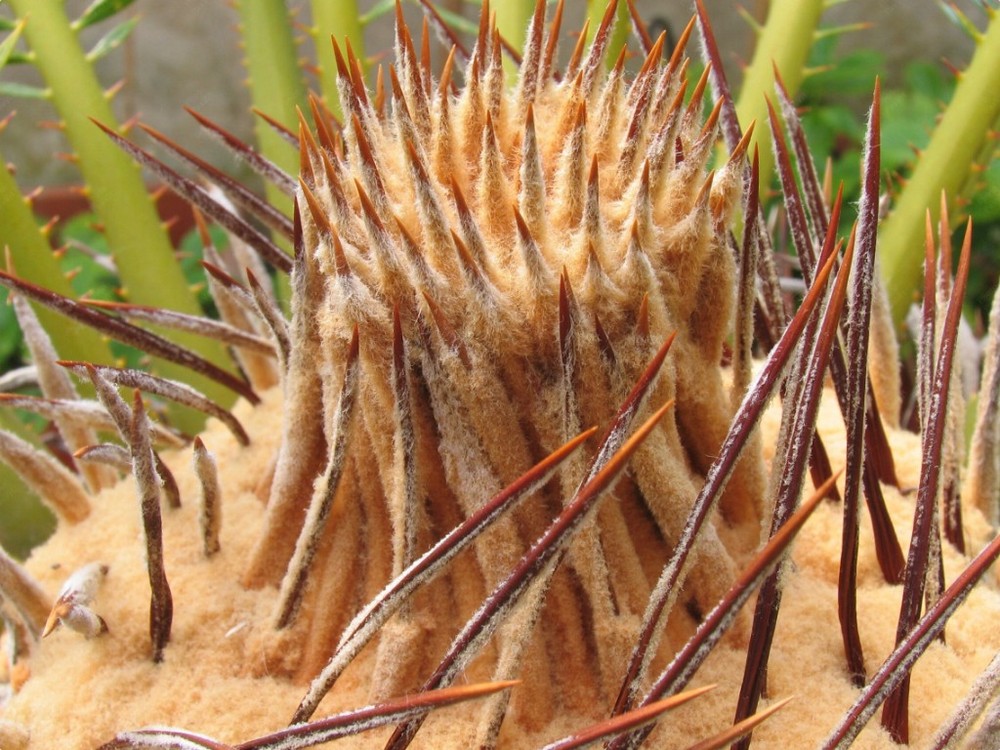 Cycas Revoluta: giovani foglie.