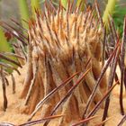 Cycas Revoluta: giovani foglie.