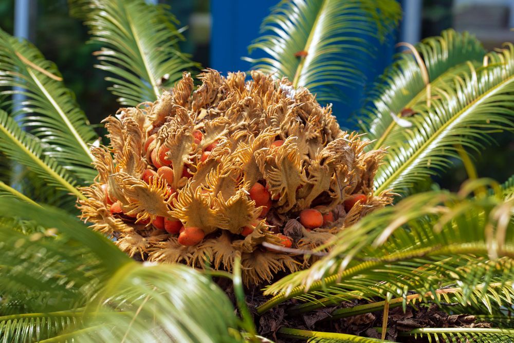 Cycas Samenstand.