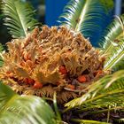 Cycas Samenstand.