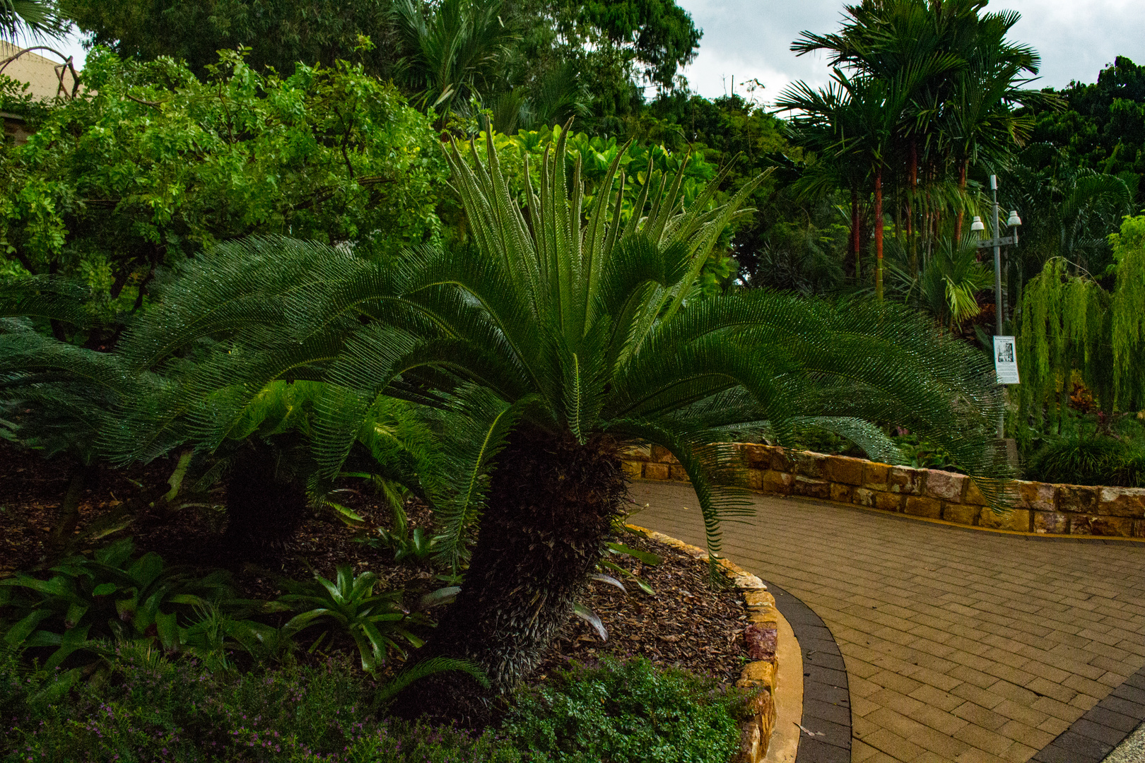 Cycas tree