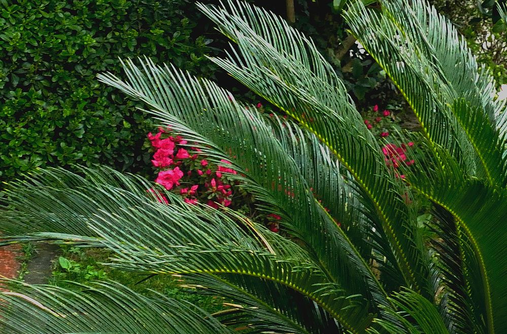  Cycca , la planta mas antigua del mundo 