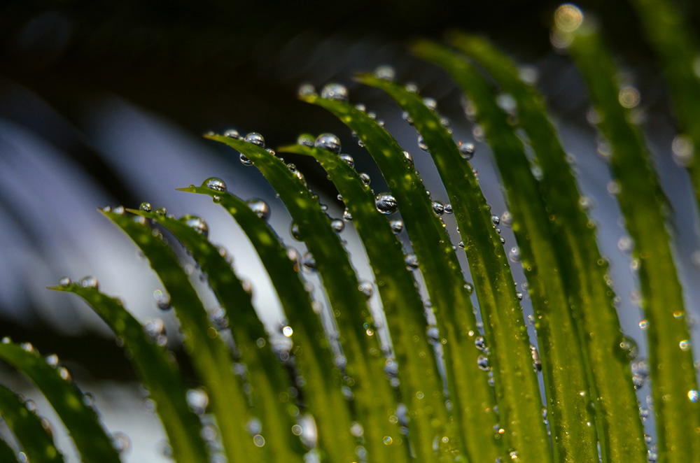 Cycca with water drops