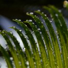 Cycca with water drops