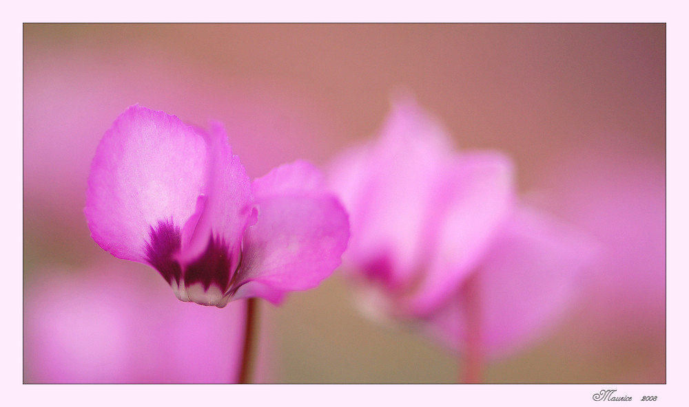 Cyclamen...