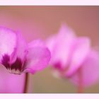 Cyclamen...