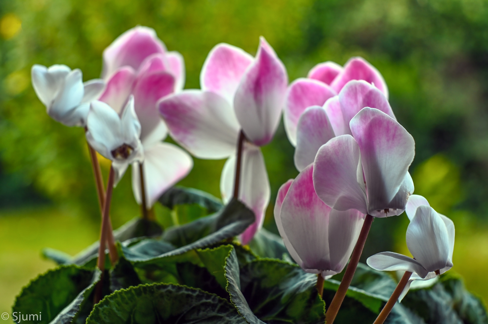 Cyclamen