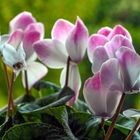 Cyclamen