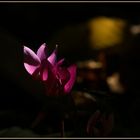 Cyclamen