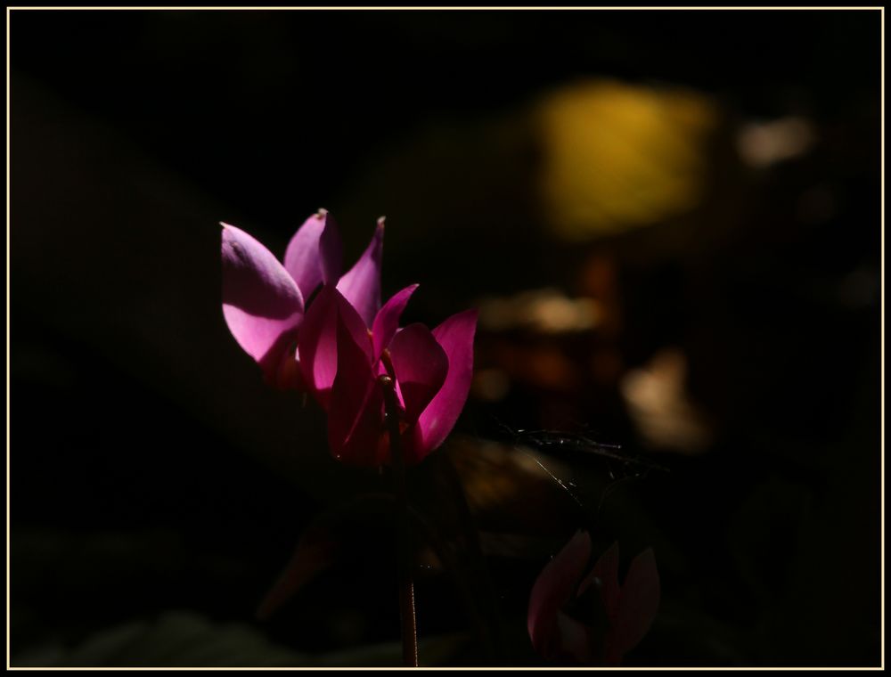 Cyclamen