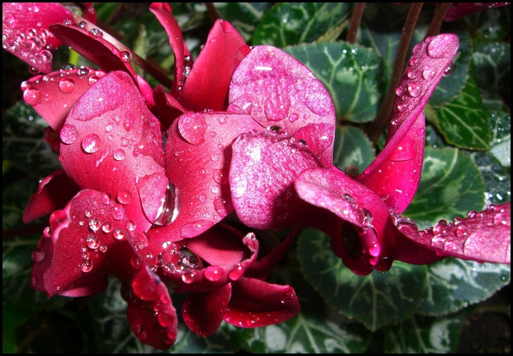 cyclamen