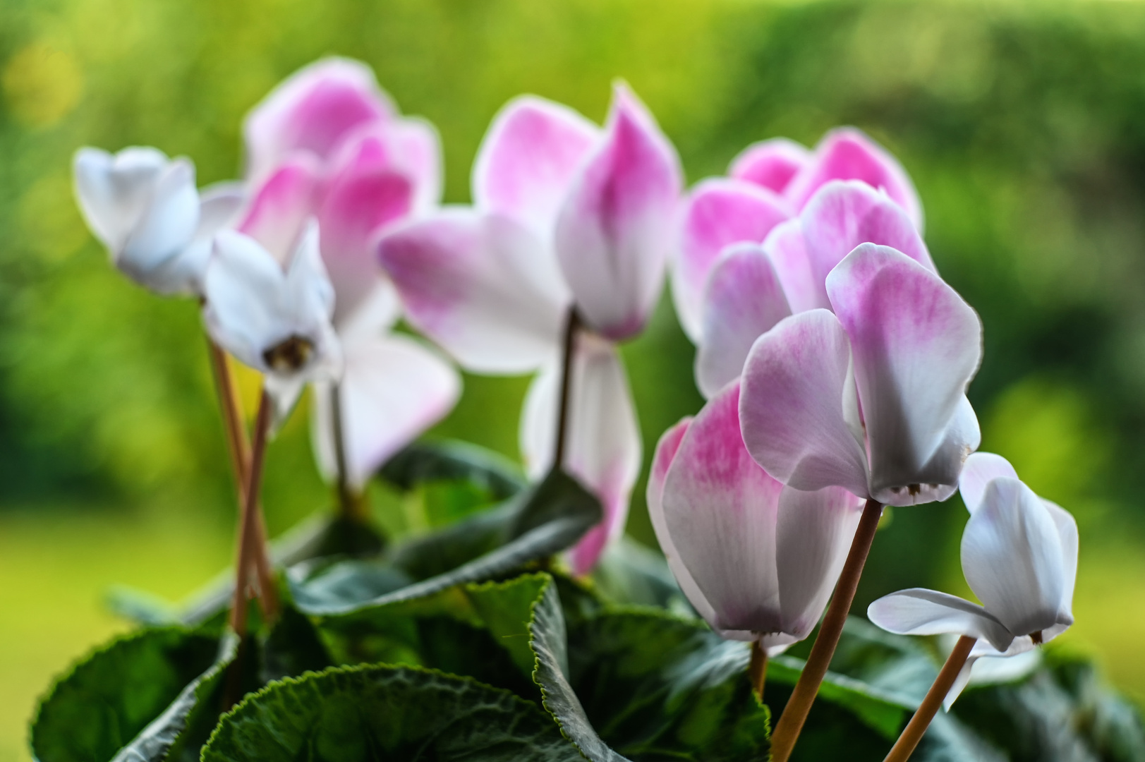 Cyclamen