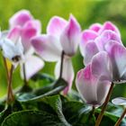 Cyclamen