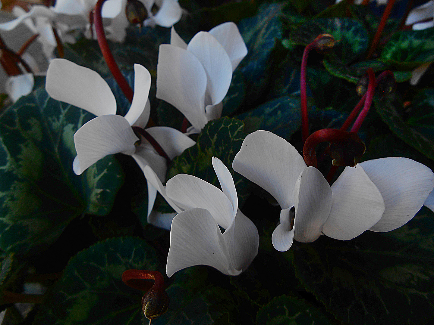 Cyclamen