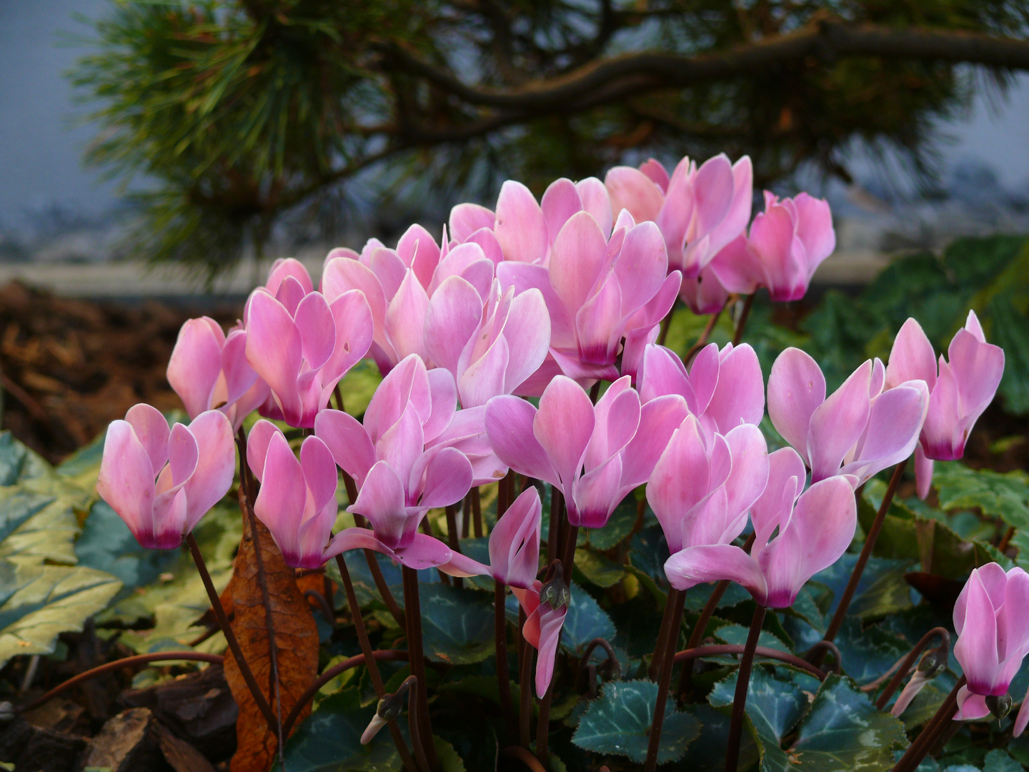 Cyclamen