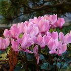 Cyclamen