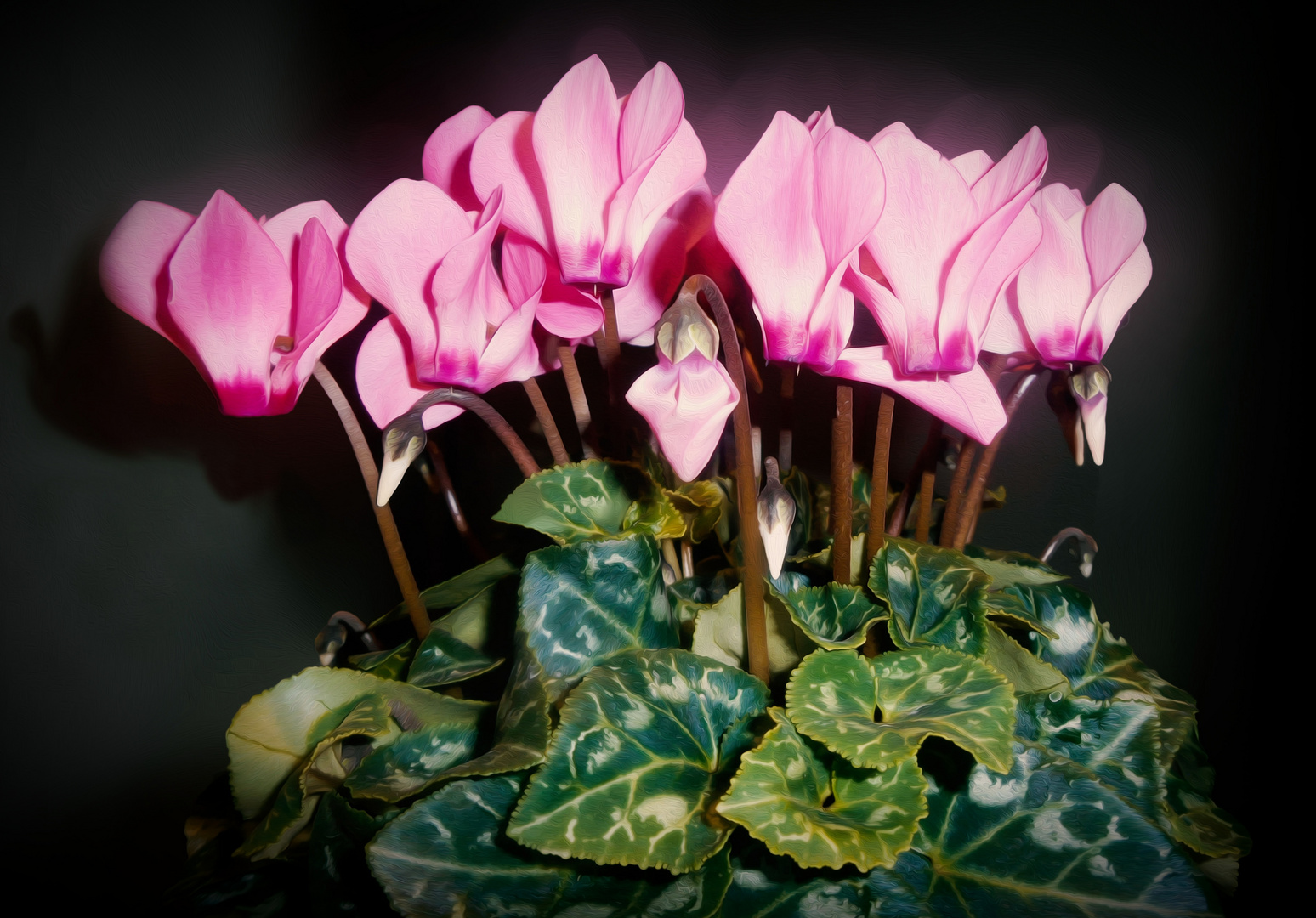  Cyclamen