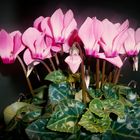  Cyclamen