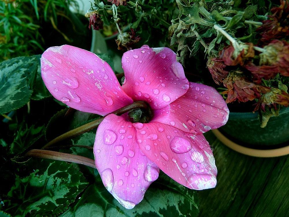 cyclamen