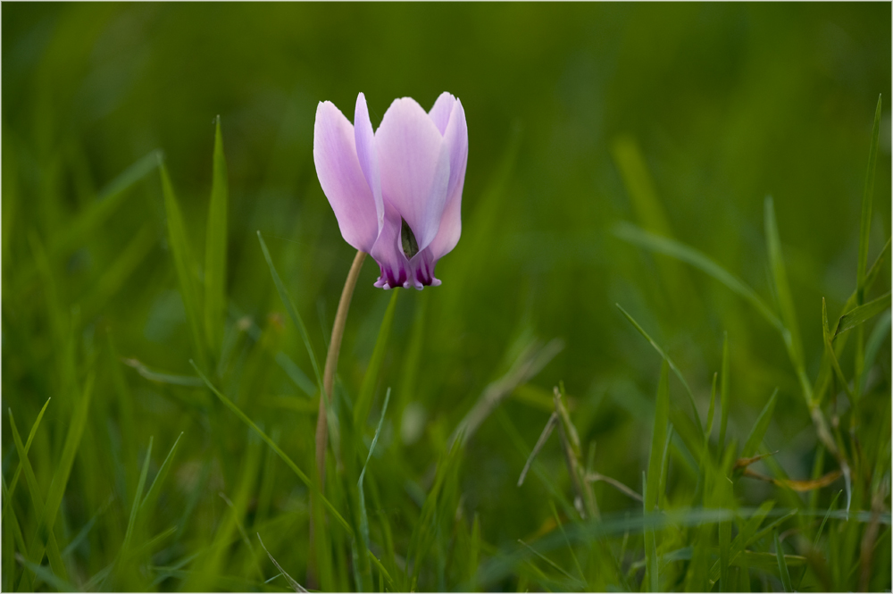 Cyclamen