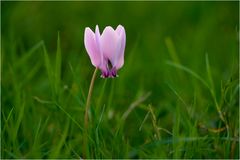 Cyclamen