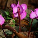 Cyclamen