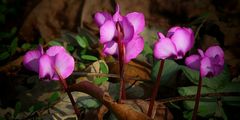 Cyclamen