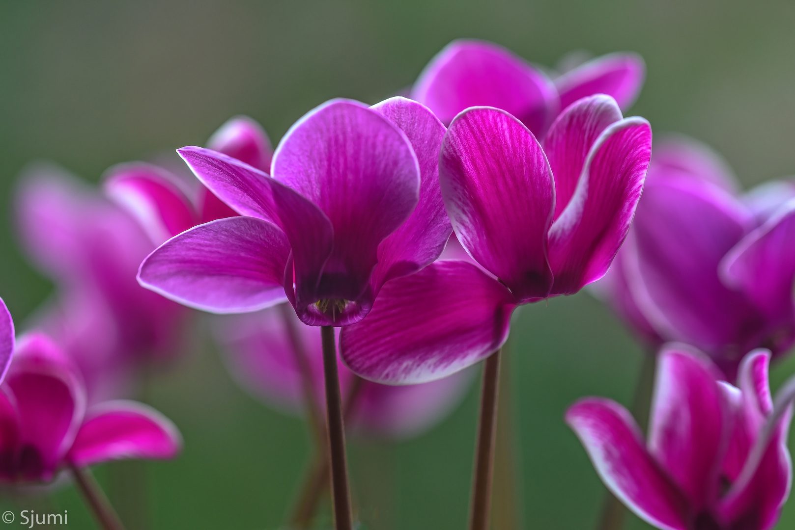 Cyclamen