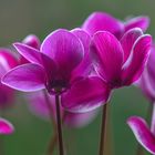 Cyclamen