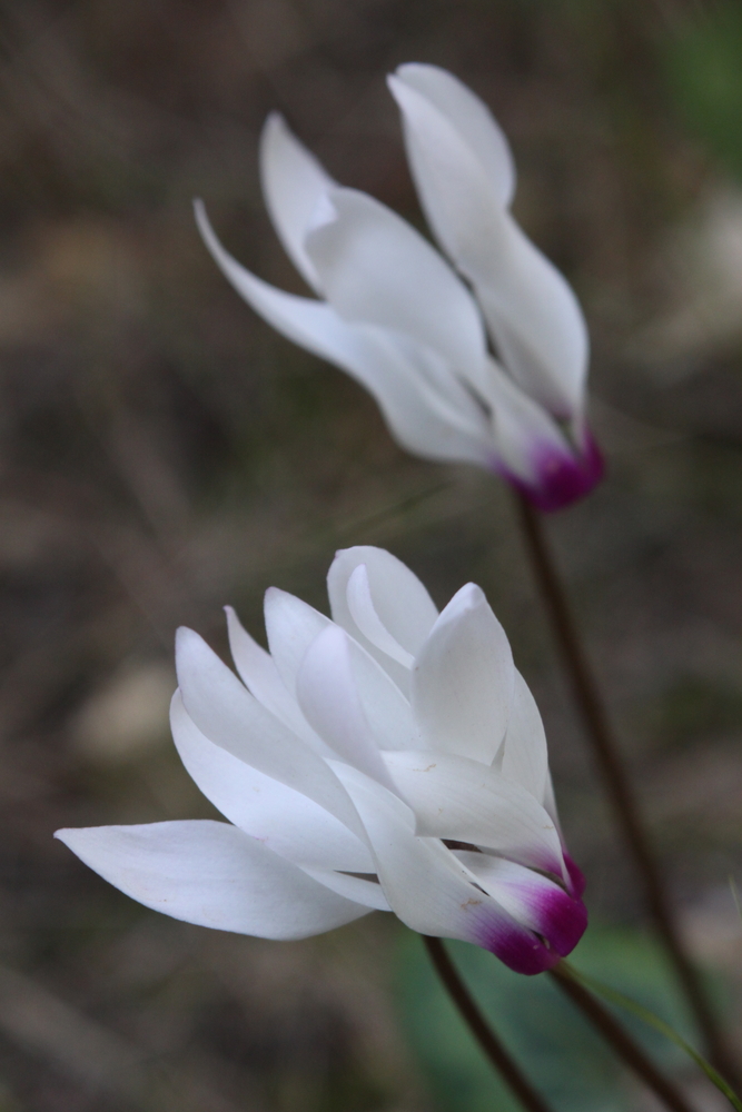 Cyclamen