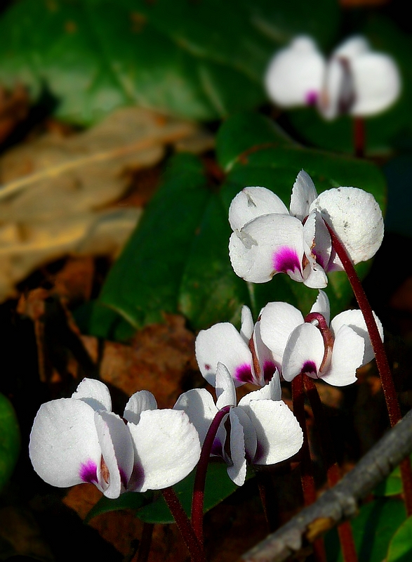 Cyclamen