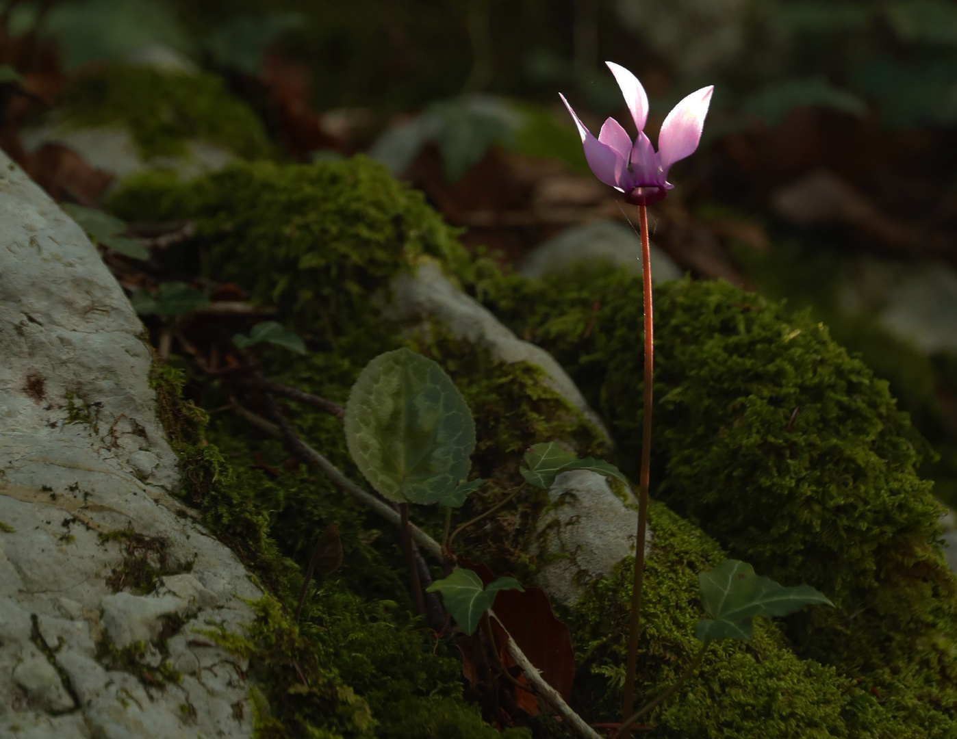 Cyclamen am Berghang