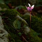 Cyclamen am Berghang