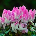 Cyclamen