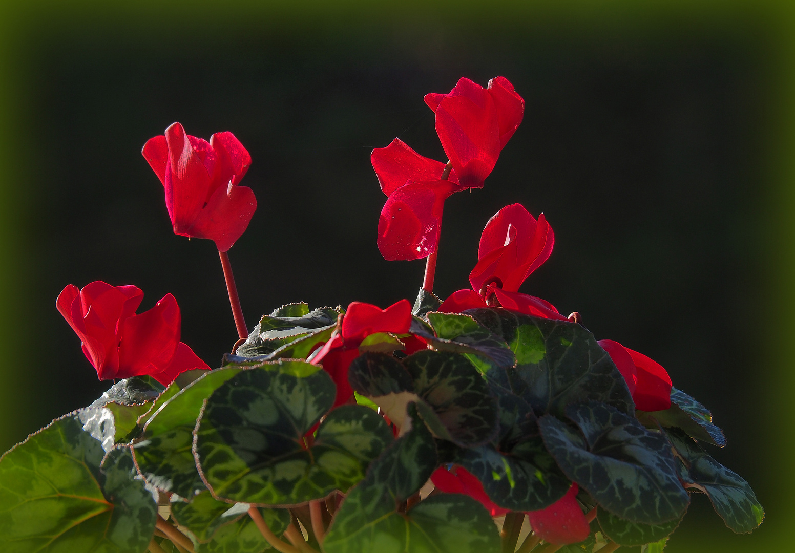 Cyclamen