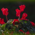 Cyclamen