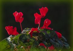 Cyclamen