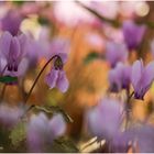 cyclamen balearicum.....