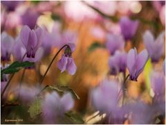 cyclamen balearicum.....