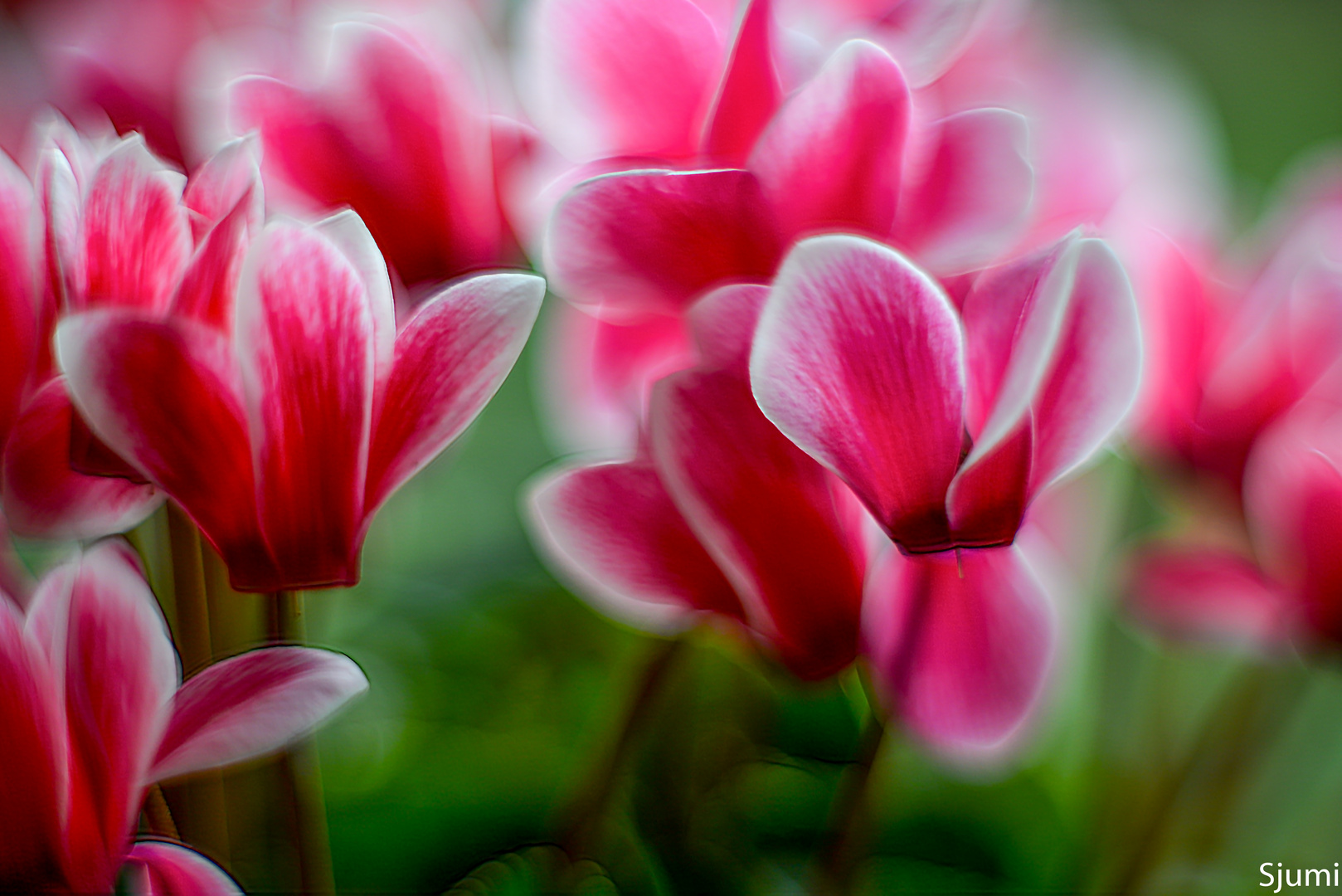 Cyclamen blossom magic