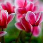 Cyclamen blossom magic