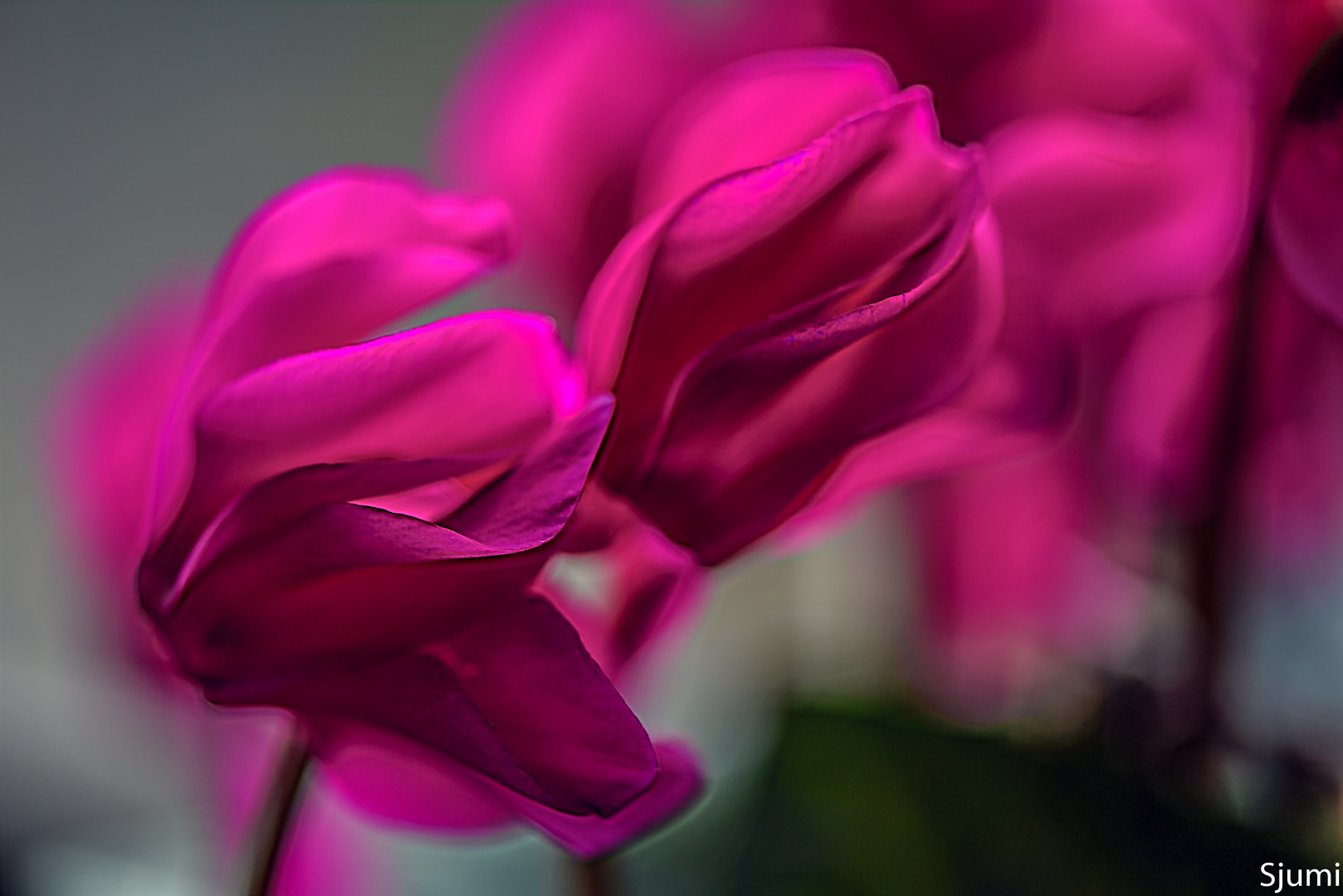 Cyclamen blossom magic