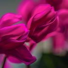 Cyclamen blossom magic