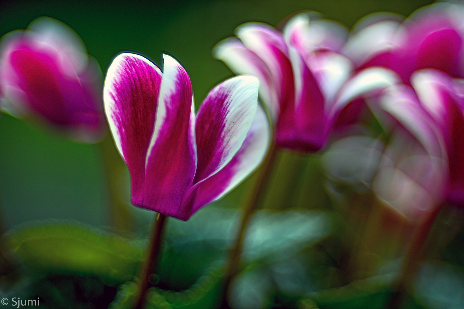 Cyclamen blossom magic