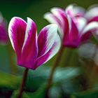 Cyclamen blossom magic