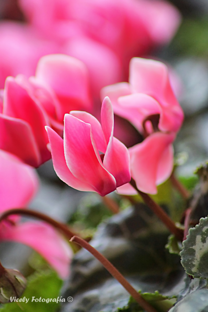 cyclamen