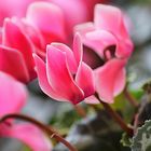 cyclamen