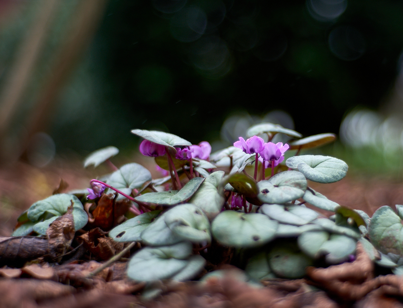 Cyclamen coum